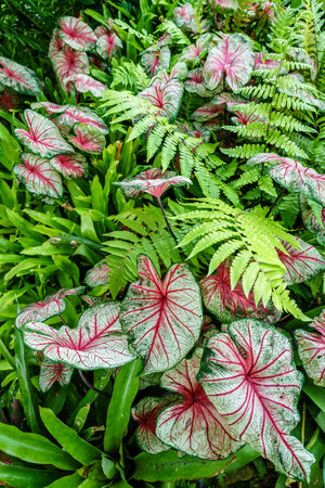 Caladium and fern plants vibrant background