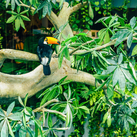 Portrait of toco toucan or giant toucan in a bird sanctuaryの写真素材