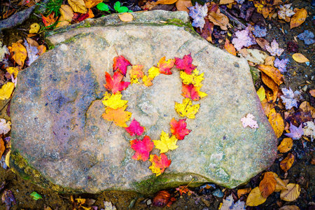Heart shape made of colorful maple leaves on a rockの写真素材
