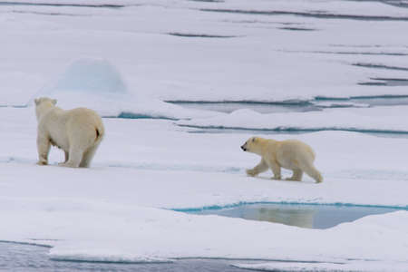 Polar bear (Ursus maritimus) mother and cub on the pack ice, north of Svalbard Arctic Norwayの写真素材