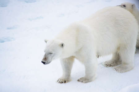 Polar bear (Ursus maritimus) on the pack  ice north of Spitsbergen Island, Svalbard, Norway, Scandinavia, Europeの写真素材
