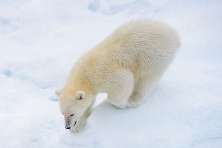 Polar bear (Ursus maritimus) cub on the pack ice, north of Svalbard Arctic Norwayの写真素材