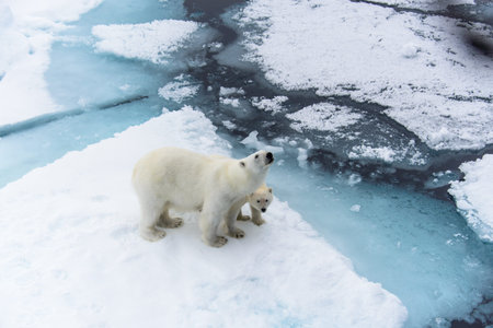 Polar bear (Ursus maritimus) mother and cub on the pack ice, north of Svalbard Arctic Norwayの写真素材
