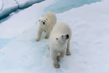 Polar bear (Ursus maritimus) mother and cub on the pack ice, north of Svalbard Arctic Norwayの写真素材