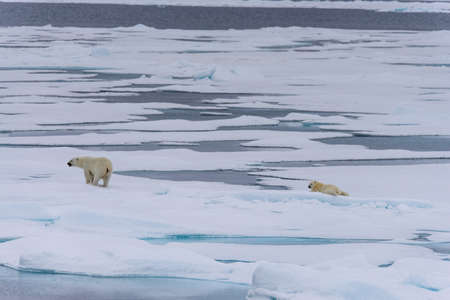 Polar bear (Ursus maritimus) cub on the pack ice, north of Svalbard Arctic Norwayの写真素材