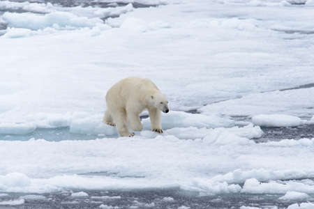 Polar bear on the pack ice north of Spitsbergenの写真素材