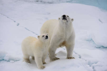 Polar bear (Ursus maritimus) mother and cub on the pack ice, north of Svalbard Arctic Norwayの写真素材