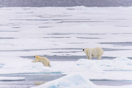 Polar bear (Ursus maritimus) mother and cub on the pack ice, north of Svalbard Arctic Norwayの写真素材