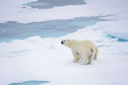 Polar bear (Ursus maritimus) mother and cub on the pack ice, north of Svalbard Arctic Norwayの写真素材