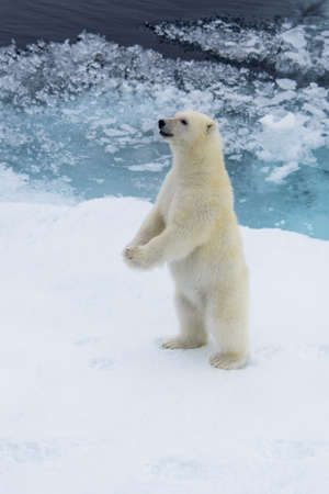 Polar bear (Ursus maritimus) cub on the pack ice, north of Svalbard Arctic Norwayの写真素材