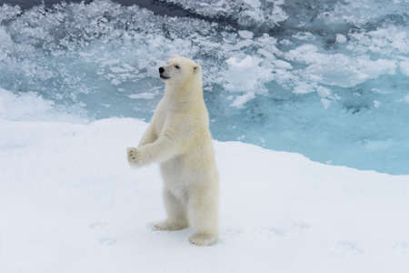 Polar bear (Ursus maritimus) cub on the pack ice, north of Svalbard Arctic Norwayの写真素材