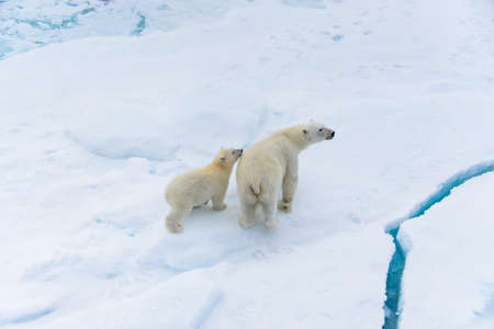 Polar bear (Ursus maritimus) mother and cub on the pack ice, north of Svalbard Arctic Norwayの写真素材