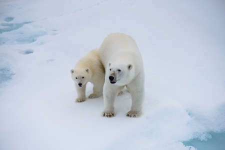 Polar bear (Ursus maritimus) mother and cub on the pack ice, north of Svalbard Arctic Norwayの写真素材