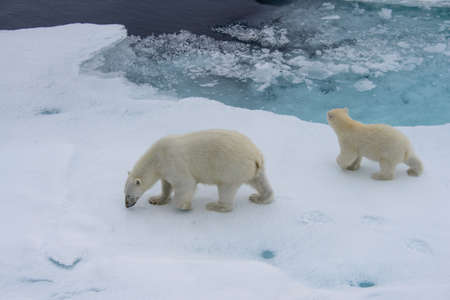 Polar bear (Ursus maritimus) mother and cub on the pack ice, north of Svalbard Arctic Norwayの写真素材