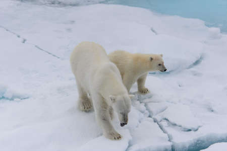 Polar bear (Ursus maritimus) mother and cub on the pack ice, north of Svalbard Arctic Norwayの写真素材