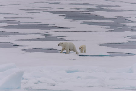 Polar bear (Ursus maritimus) mother and cub on the pack ice, north of Svalbard Arctic Norwayの写真素材