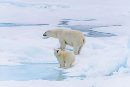 Polar bear (Ursus maritimus) mother and cub on the pack ice, north of Svalbard Arctic Norwayの写真素材