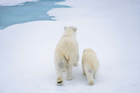 Polar bear (Ursus maritimus) mother and cub on the pack ice, north of Svalbard Arctic Norwayの写真素材