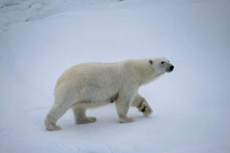 Polar bear (Ursus maritimus) mother and cub on the pack ice, north of Svalbard Arctic Norwayの写真素材