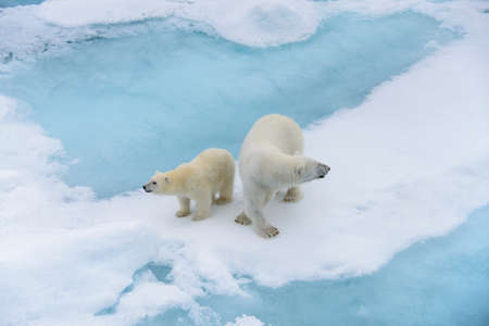 Polar bear (Ursus maritimus) mother and cub on the pack ice, north of Svalbard Arctic Norwayの写真素材