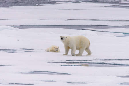 Polar bear (Ursus maritimus) mother and cub on the pack ice, north of Svalbard Arctic Norwayの写真素材