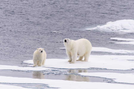 Polar bear (Ursus maritimus) mother and cub on the pack ice, north of Svalbard Arctic Norwayの写真素材