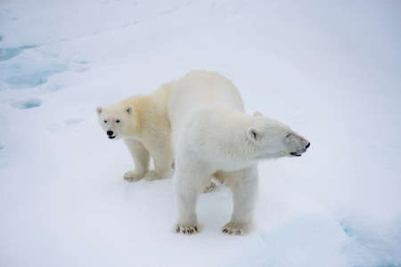 Polar bear (Ursus maritimus) mother and cub on the pack ice, north of Svalbard Arctic Norwayの写真素材