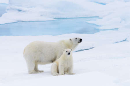 Polar bear (Ursus maritimus) mother and cub on the pack ice, north of Svalbard Arctic Norwayの写真素材
