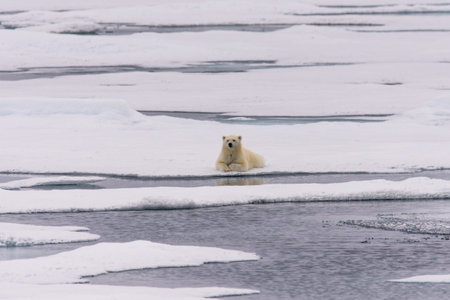 Polar bear (Ursus maritimus) cub on the pack ice, north of Svalbard Arctic Norwayの写真素材