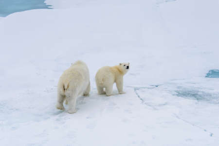 Polar bear (Ursus maritimus) mother and cub on the pack ice, north of Svalbard Arctic Norwayの写真素材