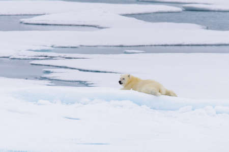 Polar bear (Ursus maritimus) cub on the pack ice, north of Svalbard Arctic Norwayの写真素材