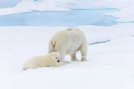 Polar bear (Ursus maritimus) mother and cub on the pack ice, north of Svalbard Arctic Norwayの写真素材