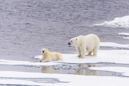Polar bear (Ursus maritimus) mother and cub on the pack ice, north of Svalbard Arctic Norwayの写真素材