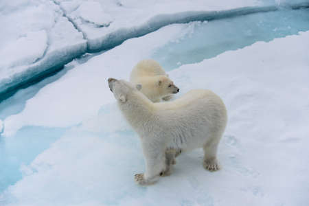 Polar bear (Ursus maritimus) mother and cub on the pack ice, north of Svalbard Arctic Norwayの写真素材