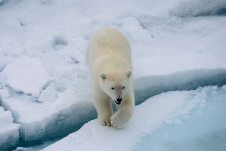 Polar bear (Ursus maritimus) cub on the pack ice, north of Svalbard Arctic Norwayの写真素材