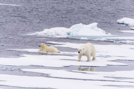Polar bear (Ursus maritimus) mother and cub on the pack ice, north of Svalbard Arctic Norwayの写真素材
