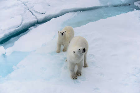 Polar bear (Ursus maritimus) mother and cub on the pack ice, north of Svalbard Arctic Norwayの写真素材
