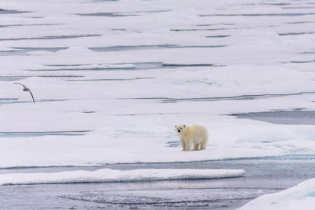 Polar bear (Ursus maritimus) cub on the pack ice, north of Svalbard Arctic Norwayの写真素材