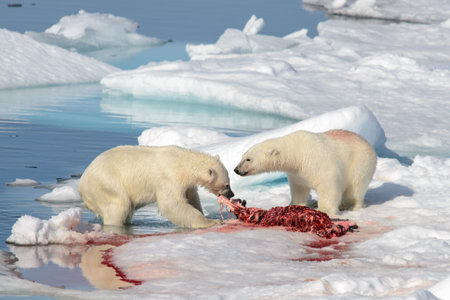 Two polar bear cubs playing together on the ice north of Svalbardの写真素材