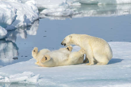 Two polar bear cubs playing together on the ice north of Svalbardの写真素材