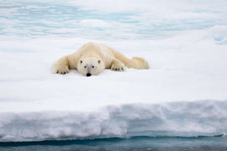 Polar bear lying on ice with snow in Arctic, North of Svalbardの写真素材