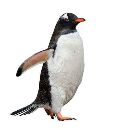 Gentoo penguin goingの写真素材