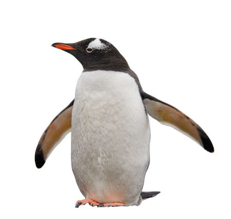 Gentoo penguin on beachの写真素材