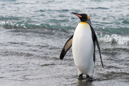 King penguin on beachの写真素材