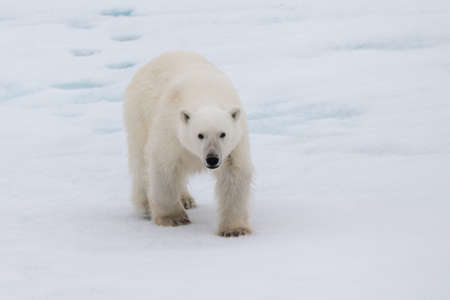Polar bear (Ursus maritimus) on the pack ice north of Spitsbergen Island, Svalbardの写真素材