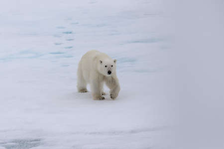 Polar bear (Ursus maritimus) on the pack ice north of Spitsbergen Island, Svalbardの写真素材