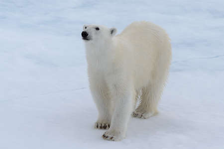 Wild polar bear on pack ice in Arctic seaの写真素材
