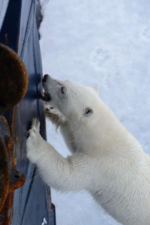 Wild polar bear try to climb to expedition ship in Arctic sea, north of Svalbardの写真素材