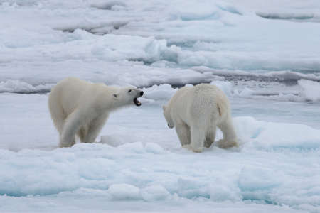 Two young wild polar bears playing on pack ice in Arctic seaの写真素材