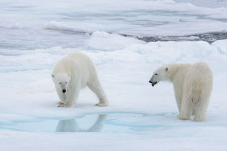Two young wild polar bears playing on pack ice in Arctic seaの写真素材